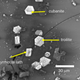 Minerals in the sample.
